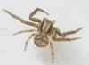 Xysticus sp.